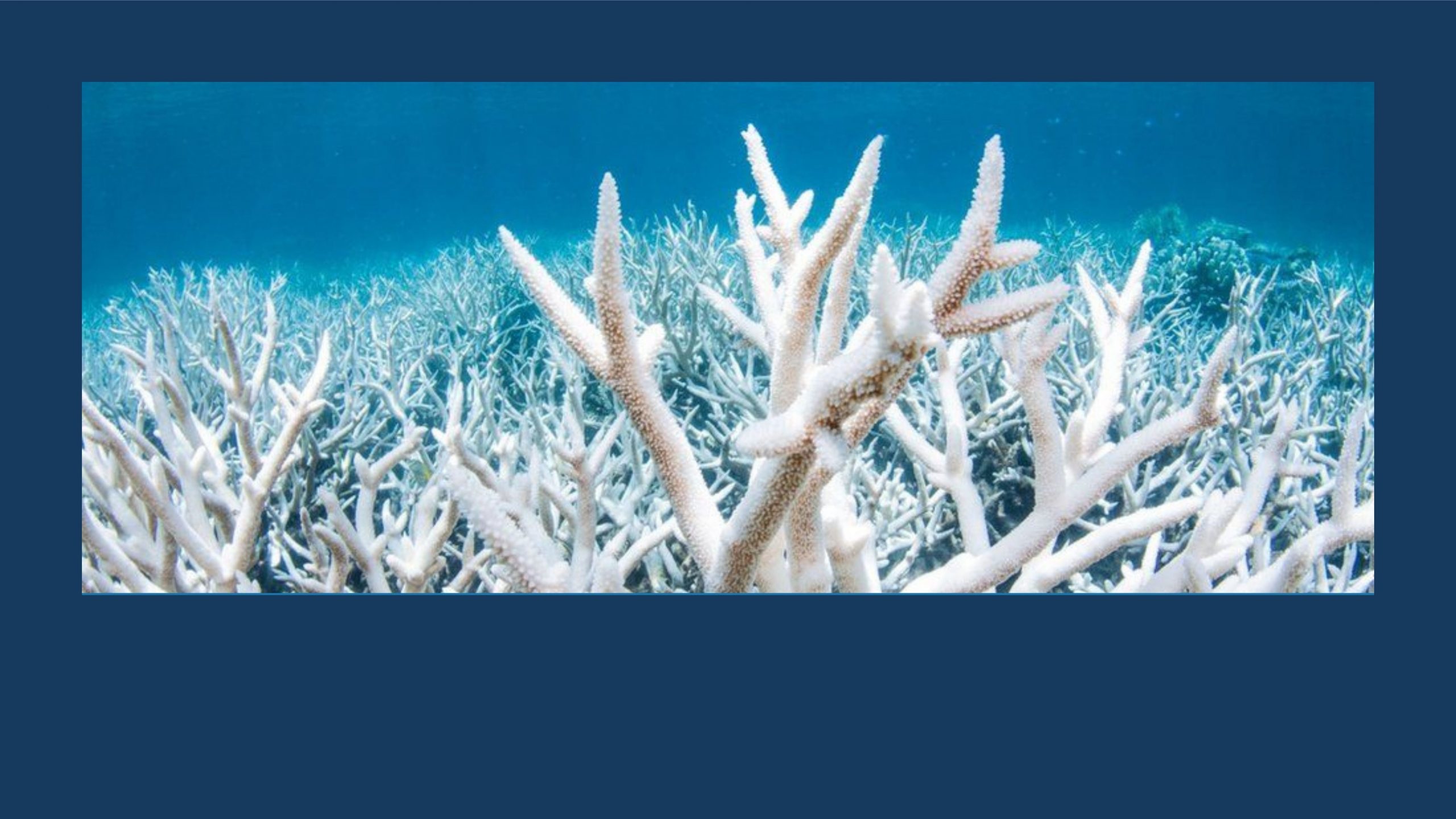 Is the Great Barrier Reef beyond saving? | Dr John Runcie & Richard Campbell Friday February 11, 2022