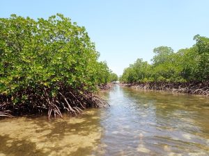 Image of Queensland mangroves 