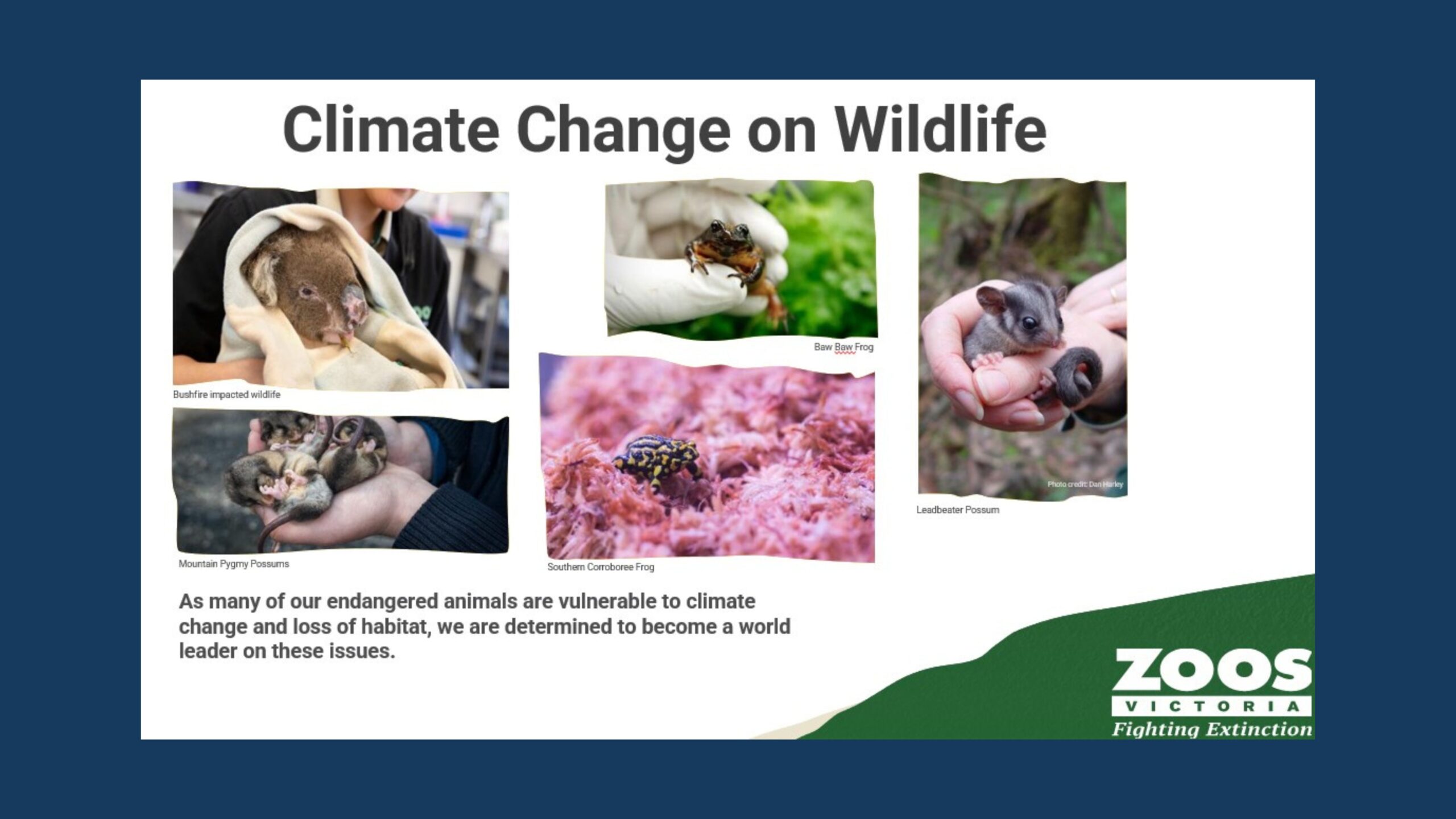 Reducing environmental impacts at Zoos Victoria | Kiam Yoong & Richard Campbell