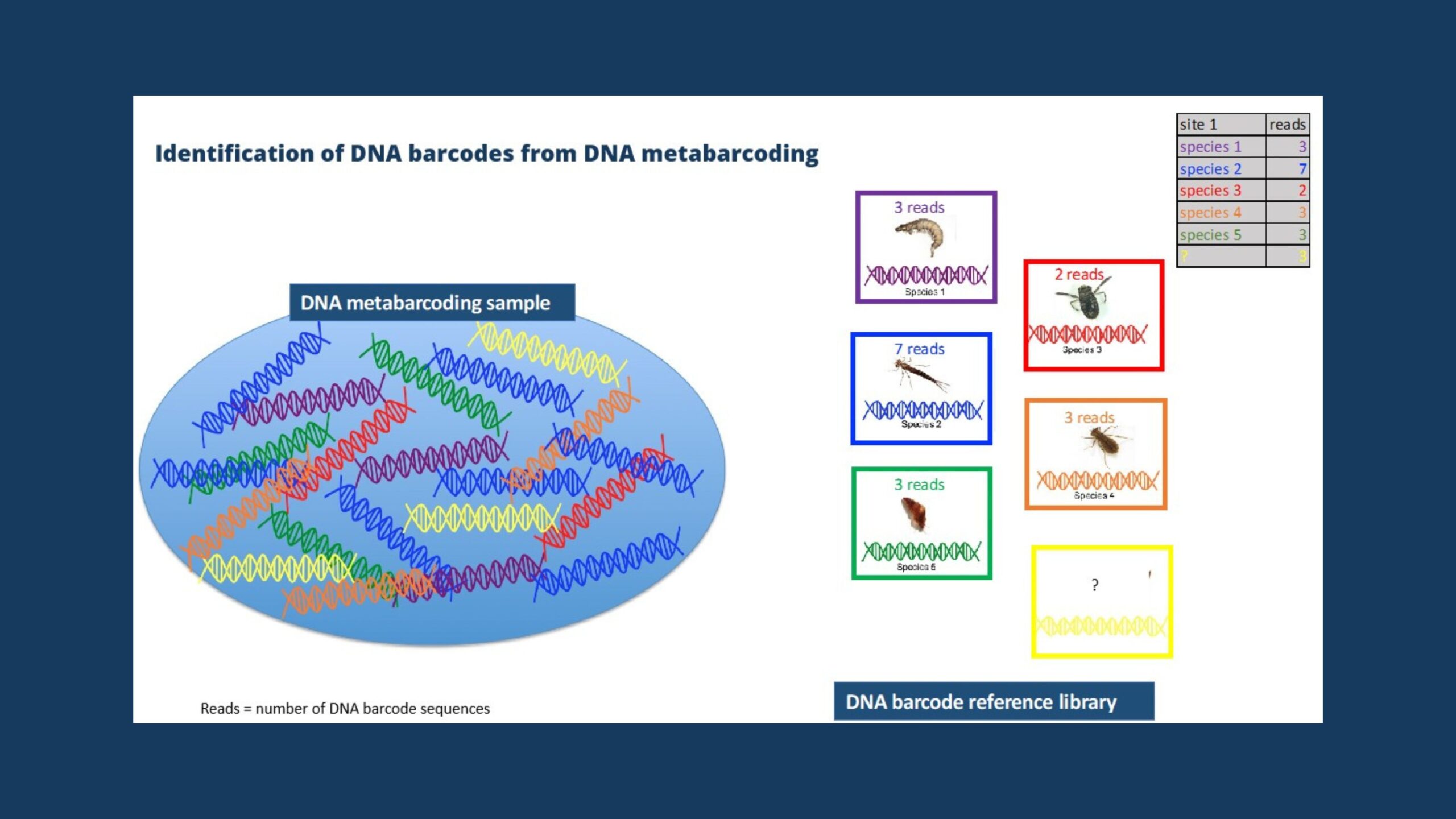 DNA metabarcoding for assessing biodiversity – Melissa Carew & Richard Campbell